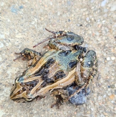 Crinia signifera (Common Eastern Froglet) at Denman Prospect, ACT - 7 Feb 2021 by AaronClausen