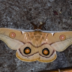 Opodiphthera eucalypti (Emperor Gum Moth) at Melba, ACT - 6 Feb 2021 by Bron