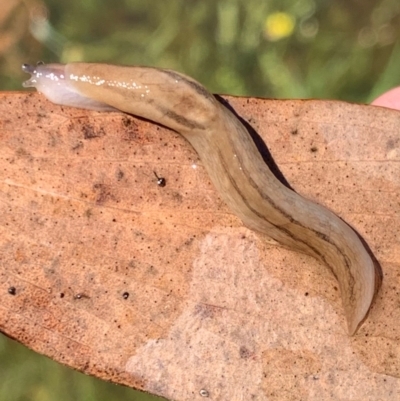 Ambigolimax sp. (valentius and waterstoni) (Striped Field Slug) at Murrumbateman, NSW - 6 Feb 2021 by SimoneC