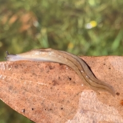 Ambigolimax sp. (valentius and waterstoni) at Murrumbateman, NSW - 6 Feb 2021