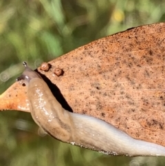 Ambigolimax sp. (valentius and waterstoni) at Murrumbateman, NSW - 6 Feb 2021