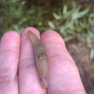 Ambigolimax sp. (valentius and waterstoni) at Murrumbateman, NSW - 6 Feb 2021