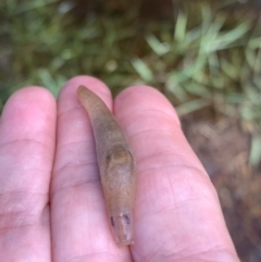 Ambigolimax nyctelia (Striped Field Slug) at Murrumbateman, NSW - 6 Feb 2021 by SimoneC