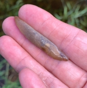 Ambigolimax nyctelia at Murrumbateman, NSW - 6 Feb 2021