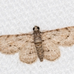 Chloroclystis insigillata (Chloroclystis insigillata) at Melba, ACT - 6 Feb 2021 by Bron