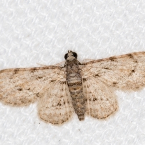 Chloroclystis insigillata at Melba, ACT - 6 Feb 2021 02:05 PM