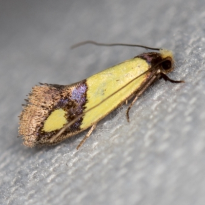 Edosa fraudulens (Tineidae) at Melba, ACT - 6 Feb 2021 by Bron