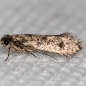 Niditinea fuscella at Melba, ACT - 6 Feb 2021