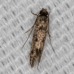 Niditinea fuscella at Melba, ACT - 6 Feb 2021