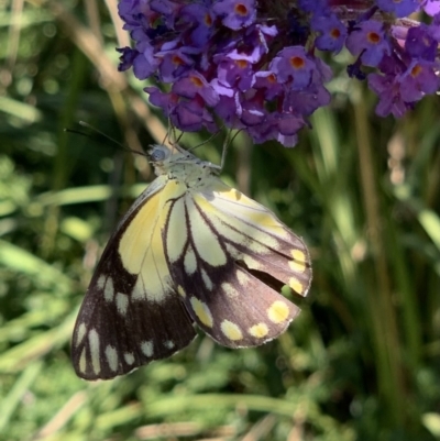 Belenois java (Caper White) at Murrumbateman, NSW - 7 Feb 2021 by SimoneC