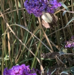 Belenois java at Murrumbateman, NSW - 7 Feb 2021