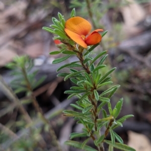 Pultenaea subspicata at Currawang, NSW - 7 Feb 2021