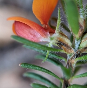 Pultenaea subspicata at Currawang, NSW - 7 Feb 2021