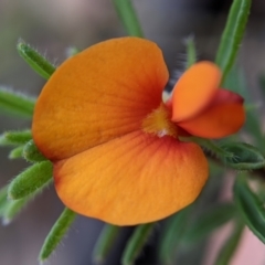 Pultenaea subspicata at Currawang, NSW - 7 Feb 2021