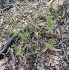 Pultenaea subspicata at Currawang, NSW - suppressed