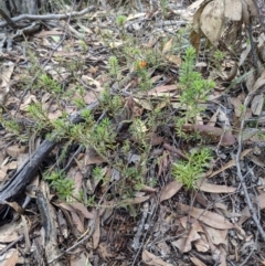 Pultenaea subspicata at Currawang, NSW - 7 Feb 2021