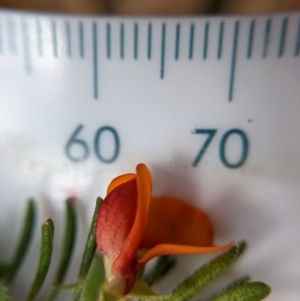 Pultenaea subspicata at Currawang, NSW - 7 Feb 2021