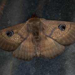 Dasypodia selenophora at Melba, ACT - 6 Feb 2021 02:30 PM