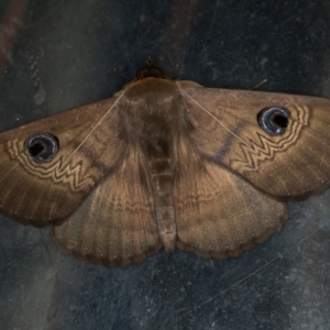 Dasypodia selenophora at Melba, ACT - 6 Feb 2021 02:30 PM