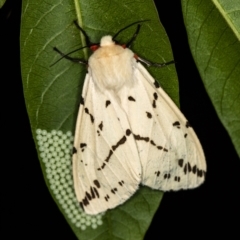 Ardices canescens (Dark-spotted Tiger Moth) at Melba, ACT - 5 Feb 2021 by Bron