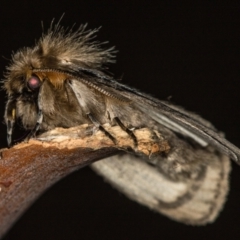 Leptocneria reducta (White Cedar Moth) at Melba, ACT - 6 Feb 2021 by Bron