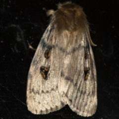 Leptocneria reducta at Melba, ACT - 6 Feb 2021