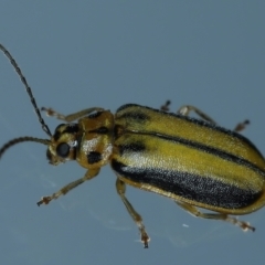 Xanthogaleruca luteola (Elm leaf beetle) at Ainslie, ACT - 6 Feb 2021 by jbromilow50