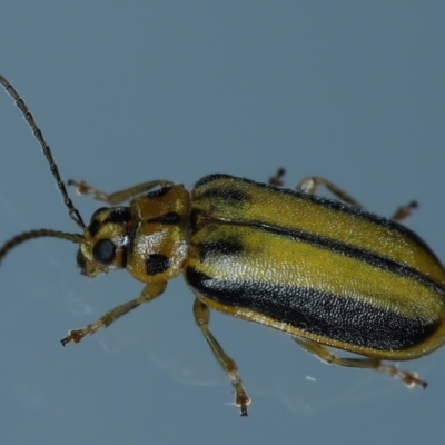 Xanthogaleruca luteola (Elm leaf beetle) at Ainslie, ACT - 6 Feb 2021 by jb2602