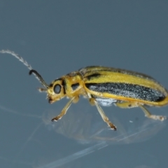 Xanthogaleruca luteola at Ainslie, ACT - 6 Feb 2021