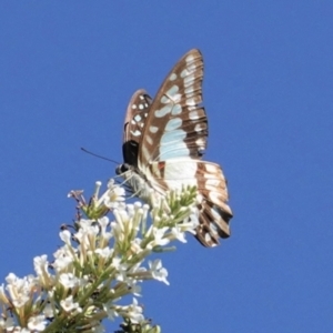 Graphium eurypylus at Hughes, ACT - 7 Feb 2021 03:59 PM