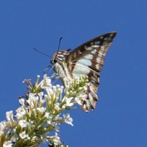 Graphium eurypylus at Hughes, ACT - 7 Feb 2021 03:59 PM