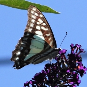 Graphium eurypylus at Hughes, ACT - 7 Feb 2021 03:59 PM