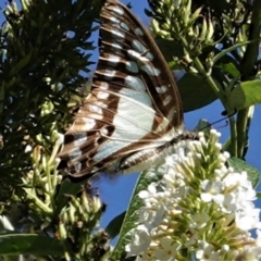 Graphium eurypylus at Hughes, ACT - 7 Feb 2021 03:59 PM