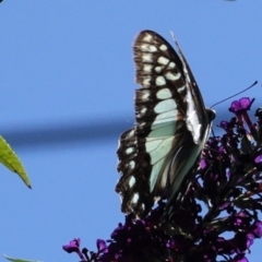 Graphium eurypylus at Hughes, ACT - 7 Feb 2021 03:59 PM