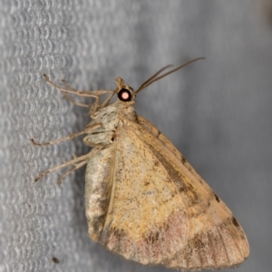 Larentiinae (subfamily) at Melba, ACT - 6 Feb 2021 02:41 PM