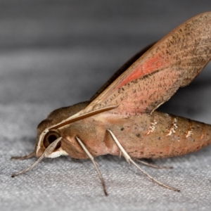 Hippotion scrofa at Melba, ACT - 6 Feb 2021