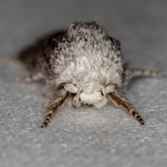 Cryptophasa irrorata (A Gelechioid moth (Xyloryctidae)) at Melba, ACT - 4 Feb 2021 by Bron