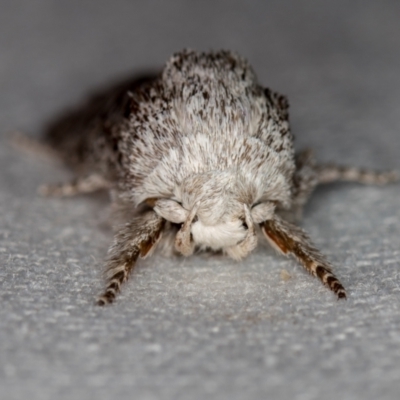 Cryptophasa irrorata (A Gelechioid moth (Xyloryctidae)) at Melba, ACT - 5 Feb 2021 by Bron