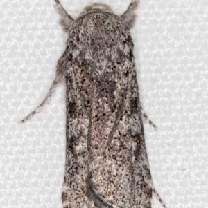 Cryptophasa irrorata at Melba, ACT - 5 Feb 2021