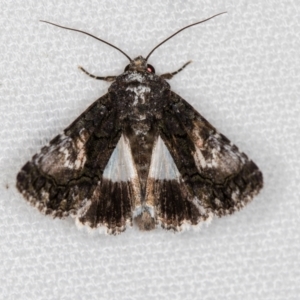 Aedia leucomelas acronyctoides at Melba, ACT - 5 Feb 2021 09:11 AM