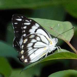 Belenois java at Hughes, ACT - 7 Feb 2021 04:34 PM