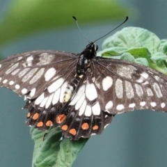 Papilio anactus (Dainty Swallowtail) at Hughes, ACT - 7 Feb 2021 by JackyF
