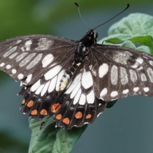 Papilio anactus at Hughes, ACT - 7 Feb 2021 04:12 PM