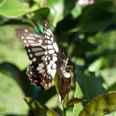 Papilio anactus (Dainty Swallowtail) at Hughes, ACT - 7 Feb 2021 by JackyF