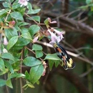 Delias harpalyce at Hughes, ACT - 7 Feb 2021 04:51 PM