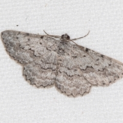 Didymoctenia exsuperata (Thick-lined Bark Moth) at Melba, ACT - 5 Feb 2021 by Bron