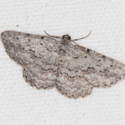 Didymoctenia exsuperata (Thick-lined Bark Moth) at Melba, ACT - 5 Feb 2021 by Bron