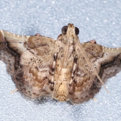 Scenedra decoratalis (A Pyralid moth) at Melba, ACT - 31 Jan 2021 by kasiaaus