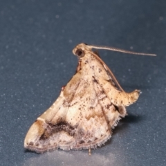 Scenedra decoratalis at Melba, ACT - 1 Feb 2021 01:05 AM