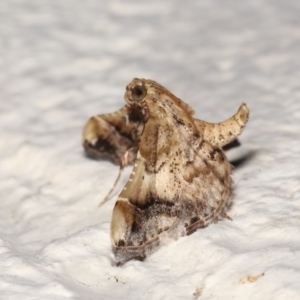 Scenedra decoratalis at Melba, ACT - 1 Feb 2021 01:05 AM